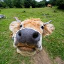 Povești cu animale amuzante de adormit: idei simple pentru părinți