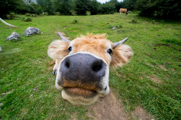 Povești cu animale amuzante de adormit: idei simple pentru părinți 