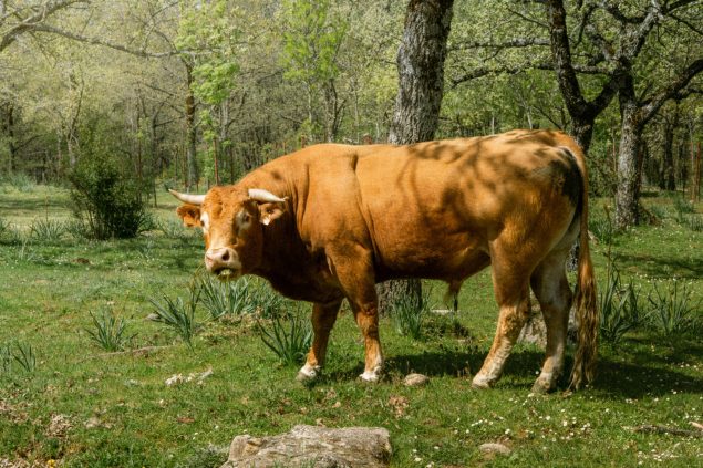 Povești de adormit cu animale de noapte: aventuri nocturne pentru copii 