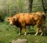 Povești de adormit cu animale de noapte: aventuri nocturne pentru copii