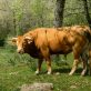 Povești de adormit cu animale de noapte: aventuri nocturne pentru copii