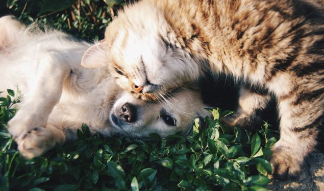 Povești de adormit cu animale de companie: Aventuri cu patrupedul tău 