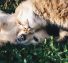Povești de adormit cu animale de companie: Aventuri cu patrupedul tău