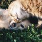 Povești de adormit cu animale de companie: Aventuri cu patrupedul tău